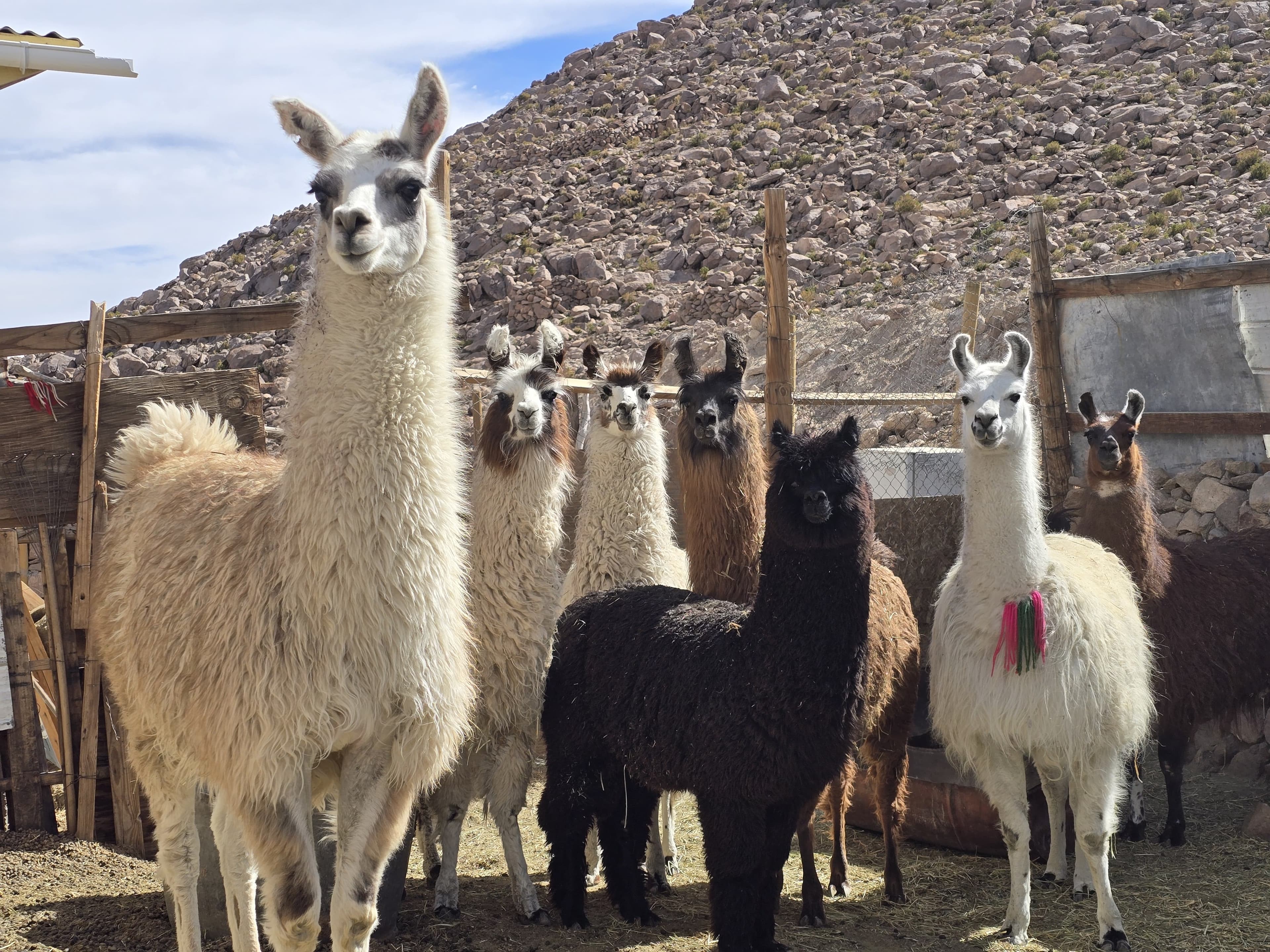 Estudio con National Geographic revela reducción del hábitat de camélidos en el norte chileno