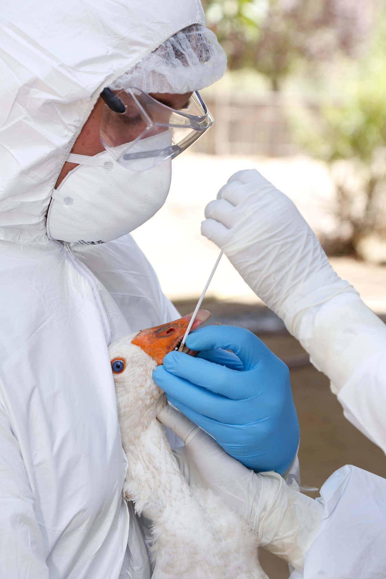 SAG confirma primer caso de influenza aviar en ave silvestre en Coquimbo — foto 1