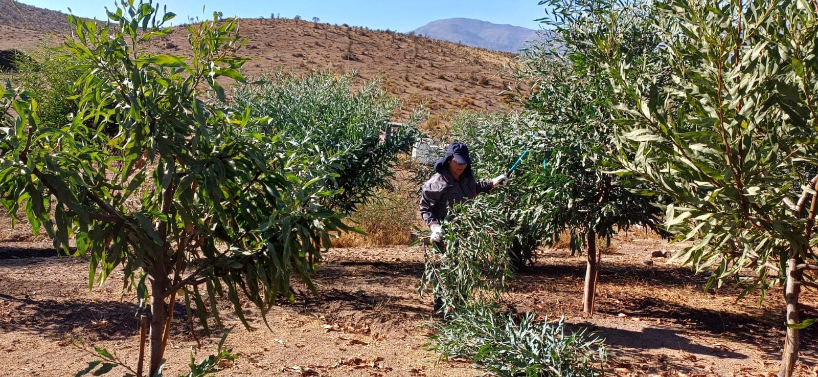 CONAF fortalece producción forrajera y recuperación vegetal en Andacollo — foto 2