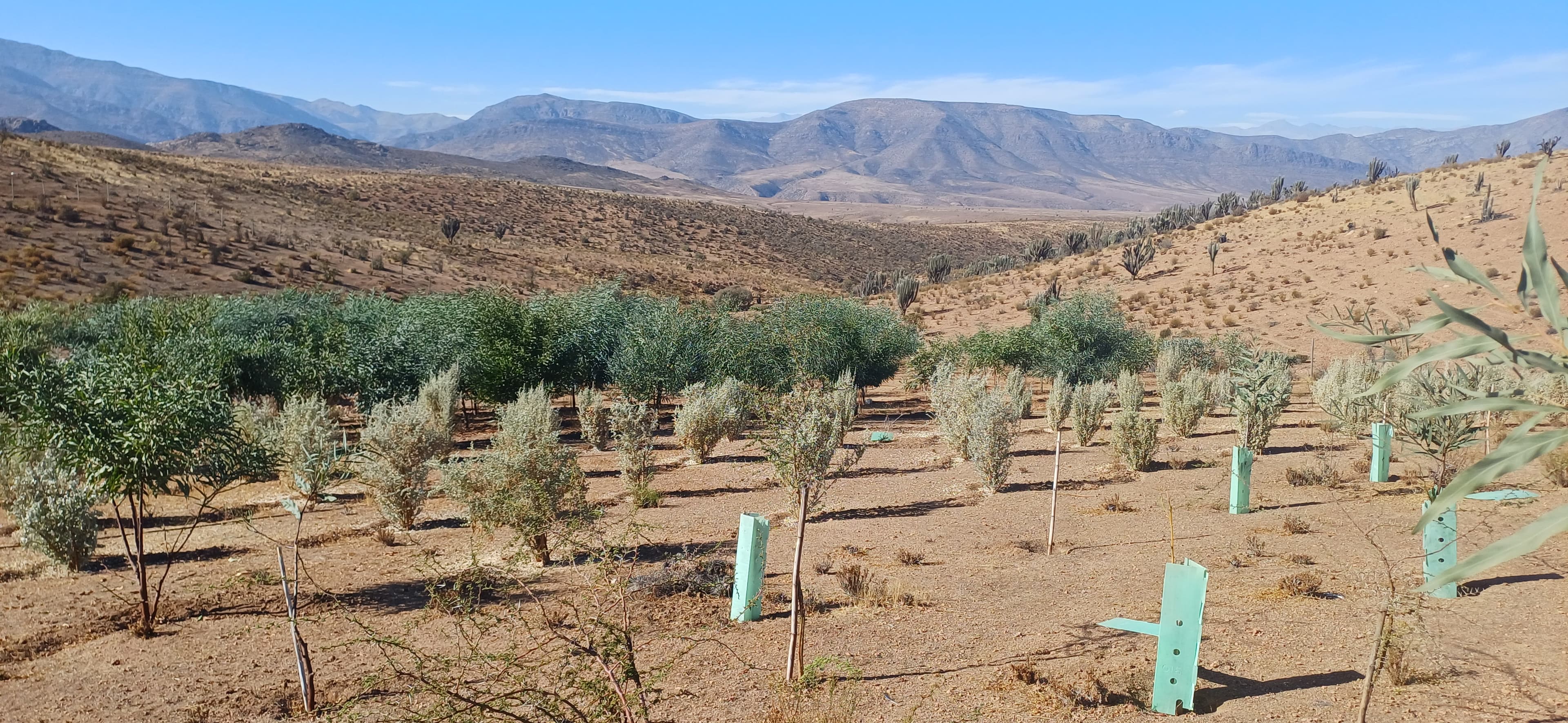 CONAF fortalece producción forrajera y recuperación vegetal en Andacollo