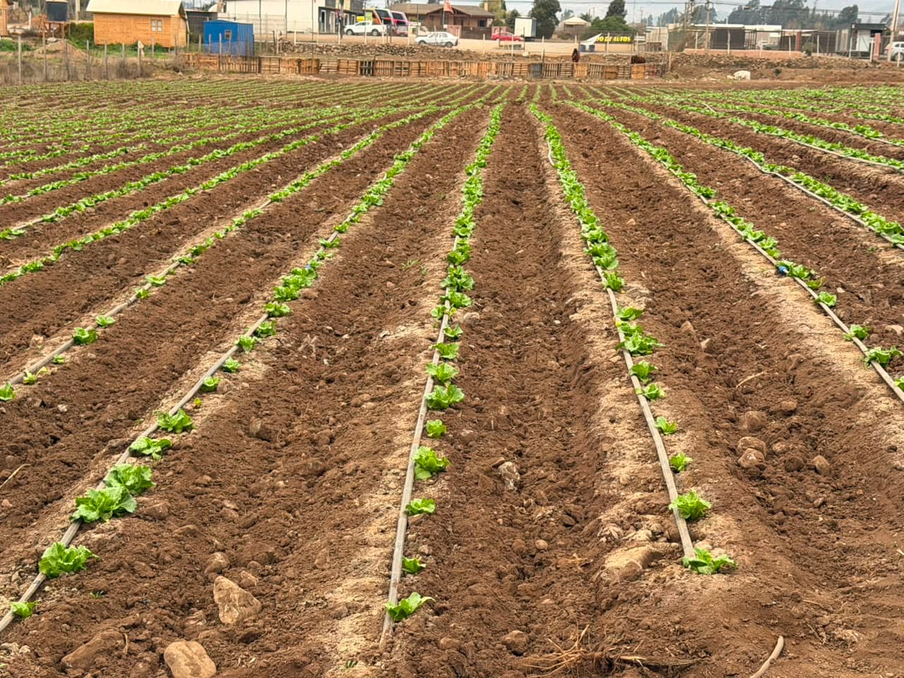 Gobierno entrega recomendaciones preventivas al agro ante sistema frontal — foto 3