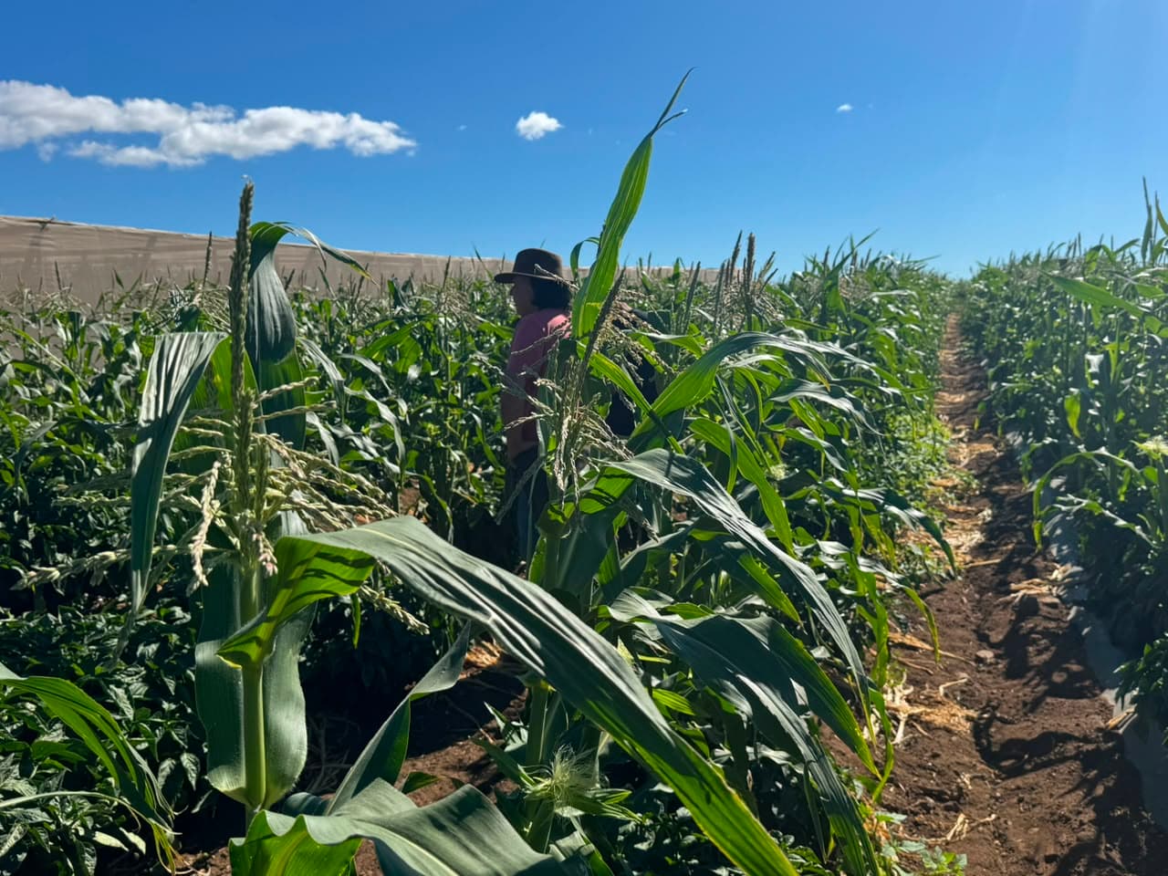 Corfo implementa tecnología de riego inteligente para 30 agricultores de Ovalle