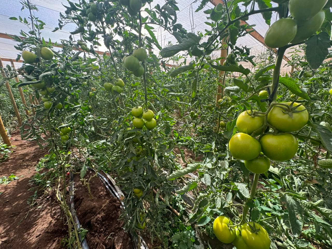 Corfo implementa tecnología de riego inteligente para 30 agricultores de Ovalle — foto 2