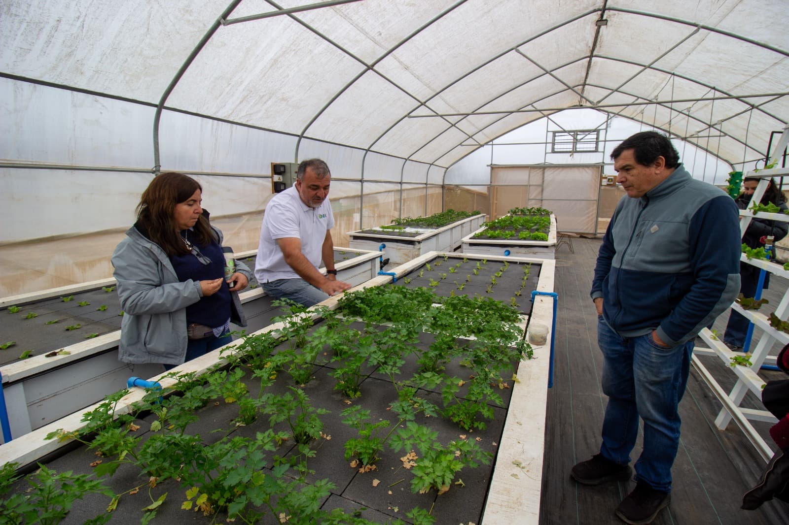Corfo valida cultivo hidropónico de especies asiáticas Tatsoi y Mizuna en Coquimbo