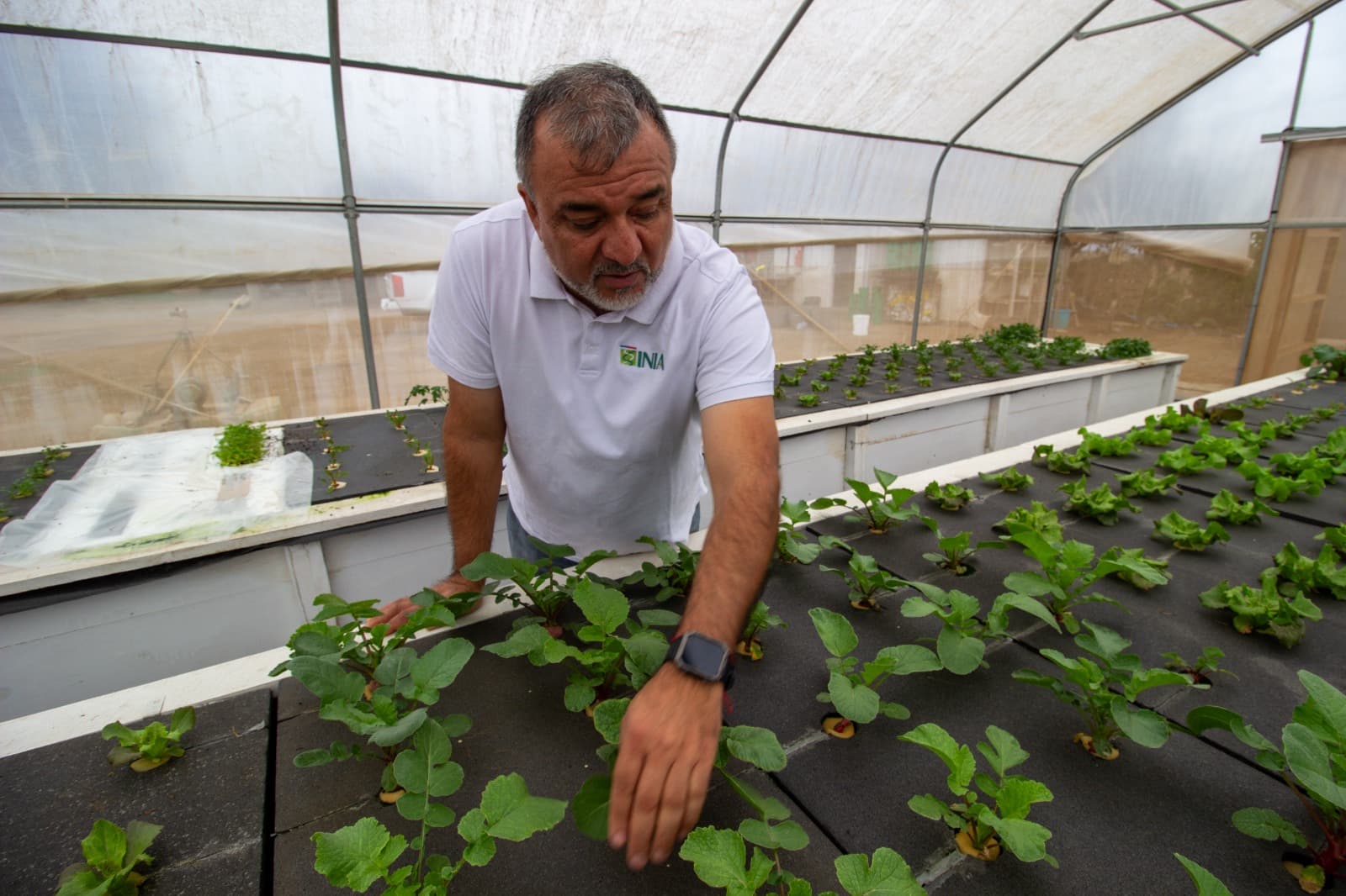 Corfo valida cultivo hidropónico de especies asiáticas Tatsoi y Mizuna en Coquimbo — foto 1