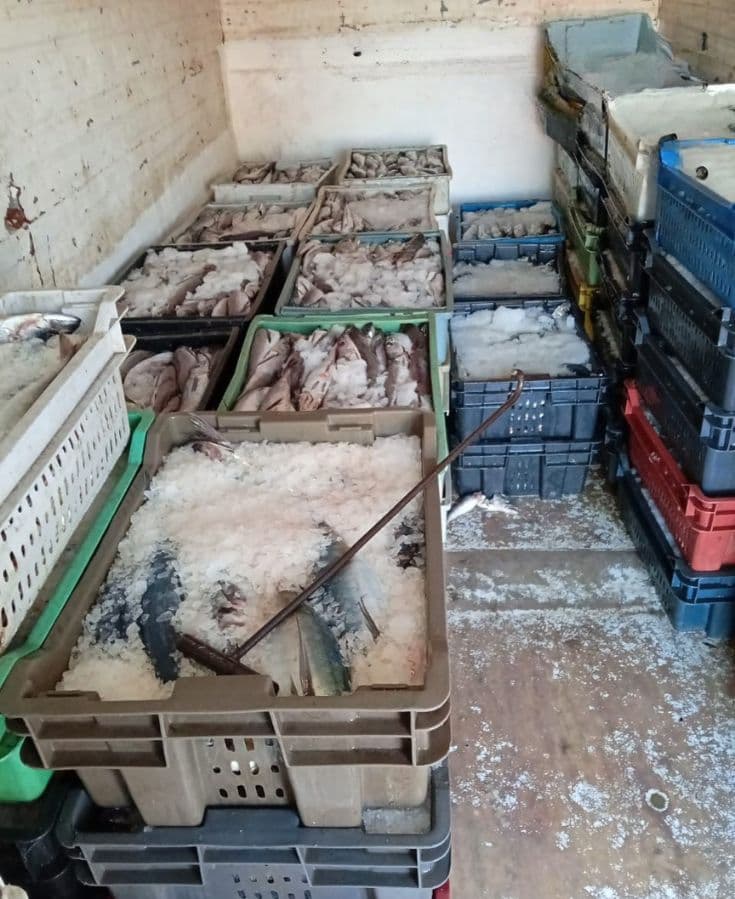Incautan 1,9 toneladas de pescado ilegal en Terminal Pesquero de Coquimbo