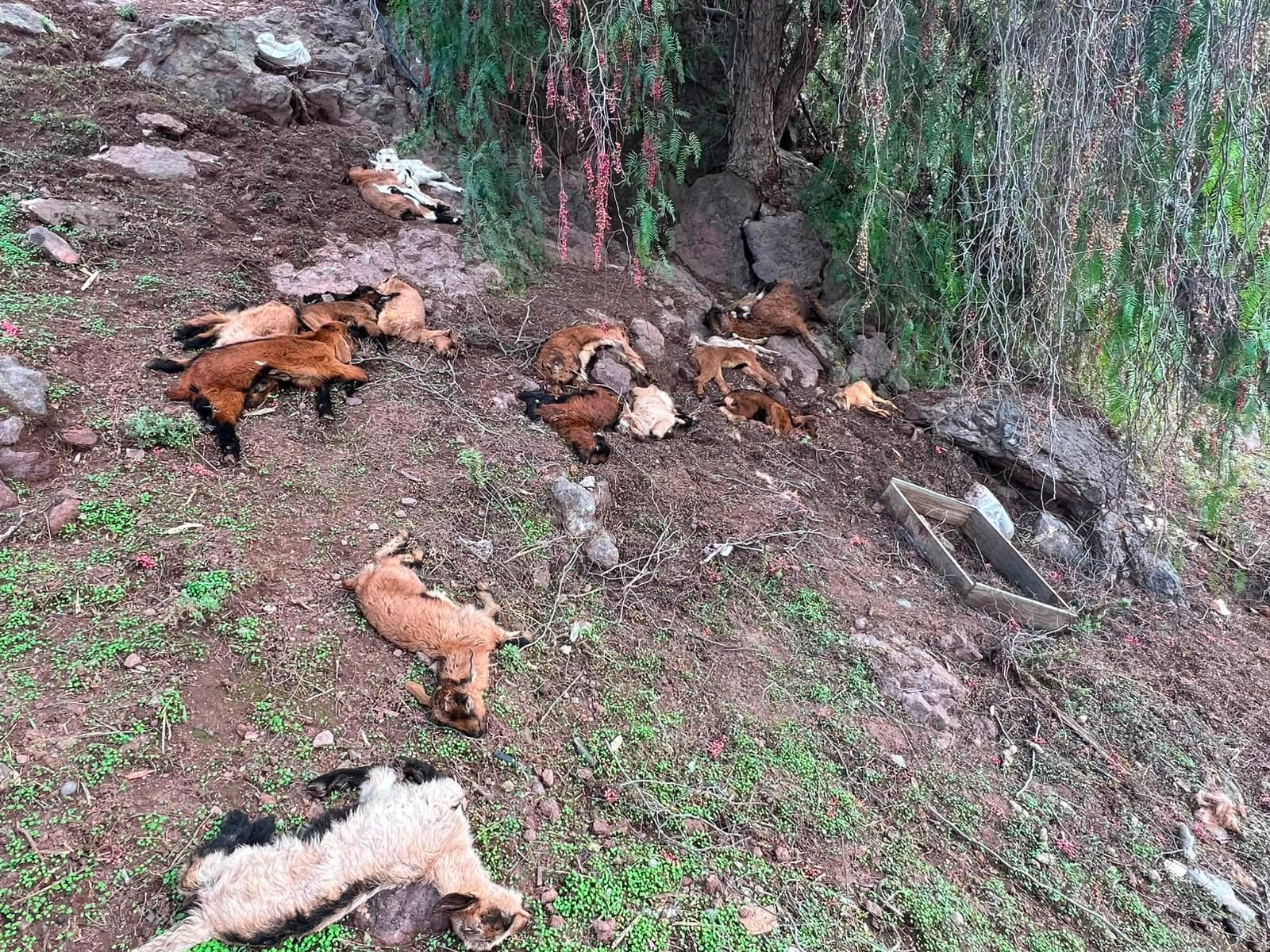 Sistema frontal deja más de 2.000 cabras muertas en Monte Patria