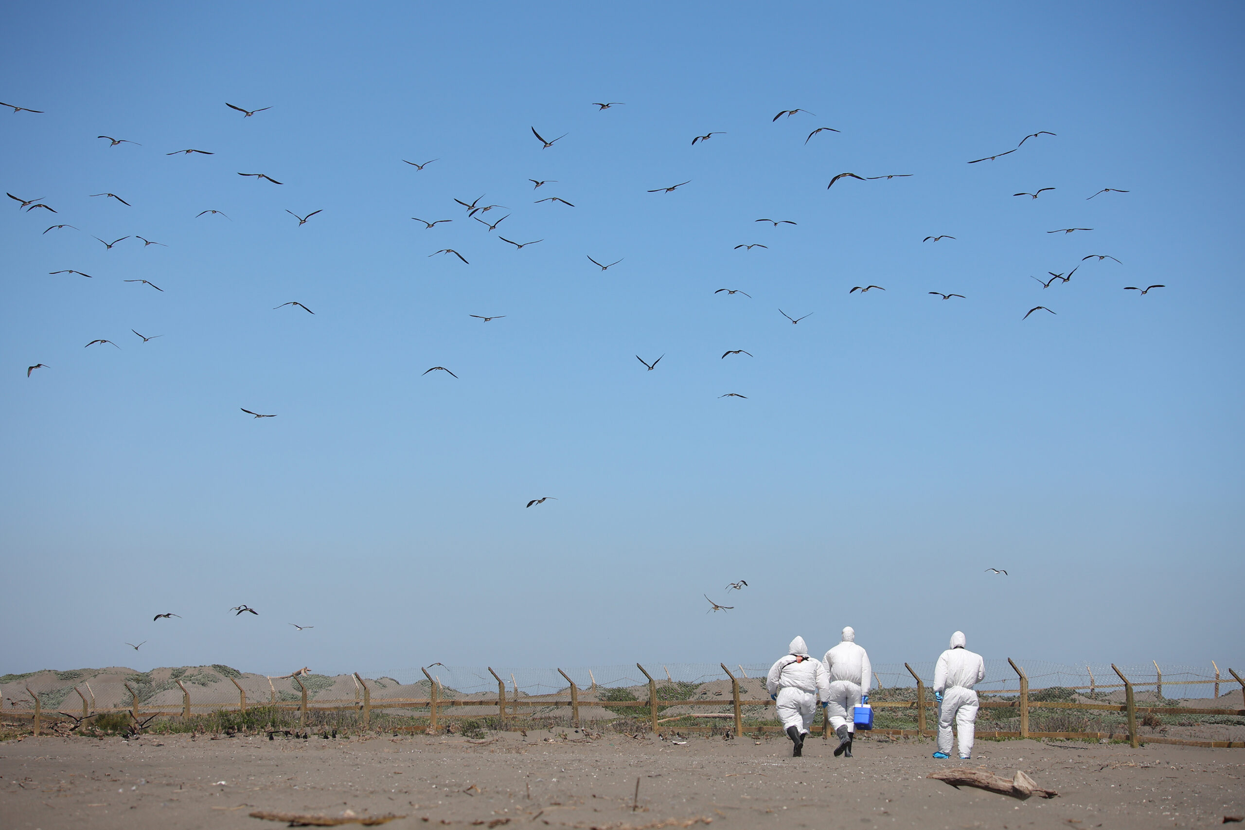 Sin casos positivos de aves enfermas por Influenza Aviar: El SAG finaliza emergencia en la región de Coquimbo