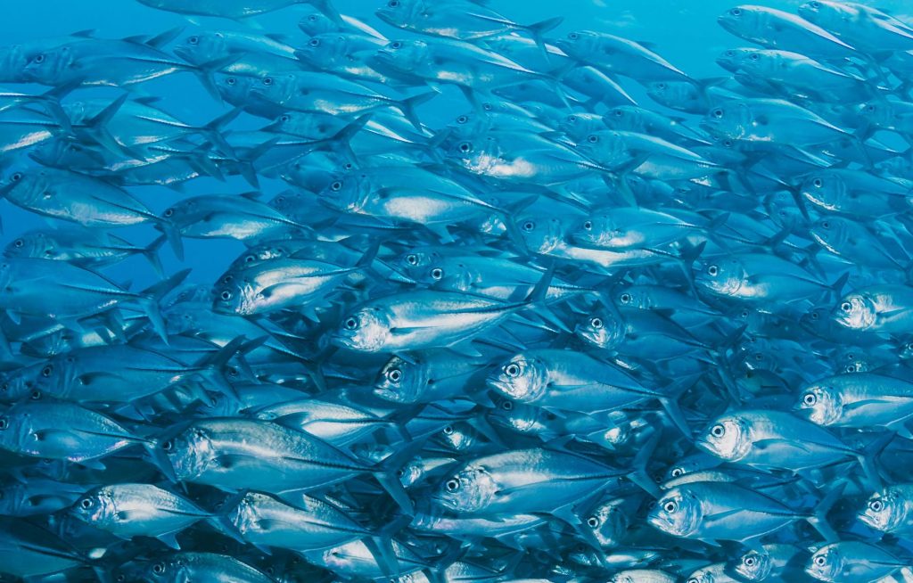 Créditos fotografía: SONAPESCA