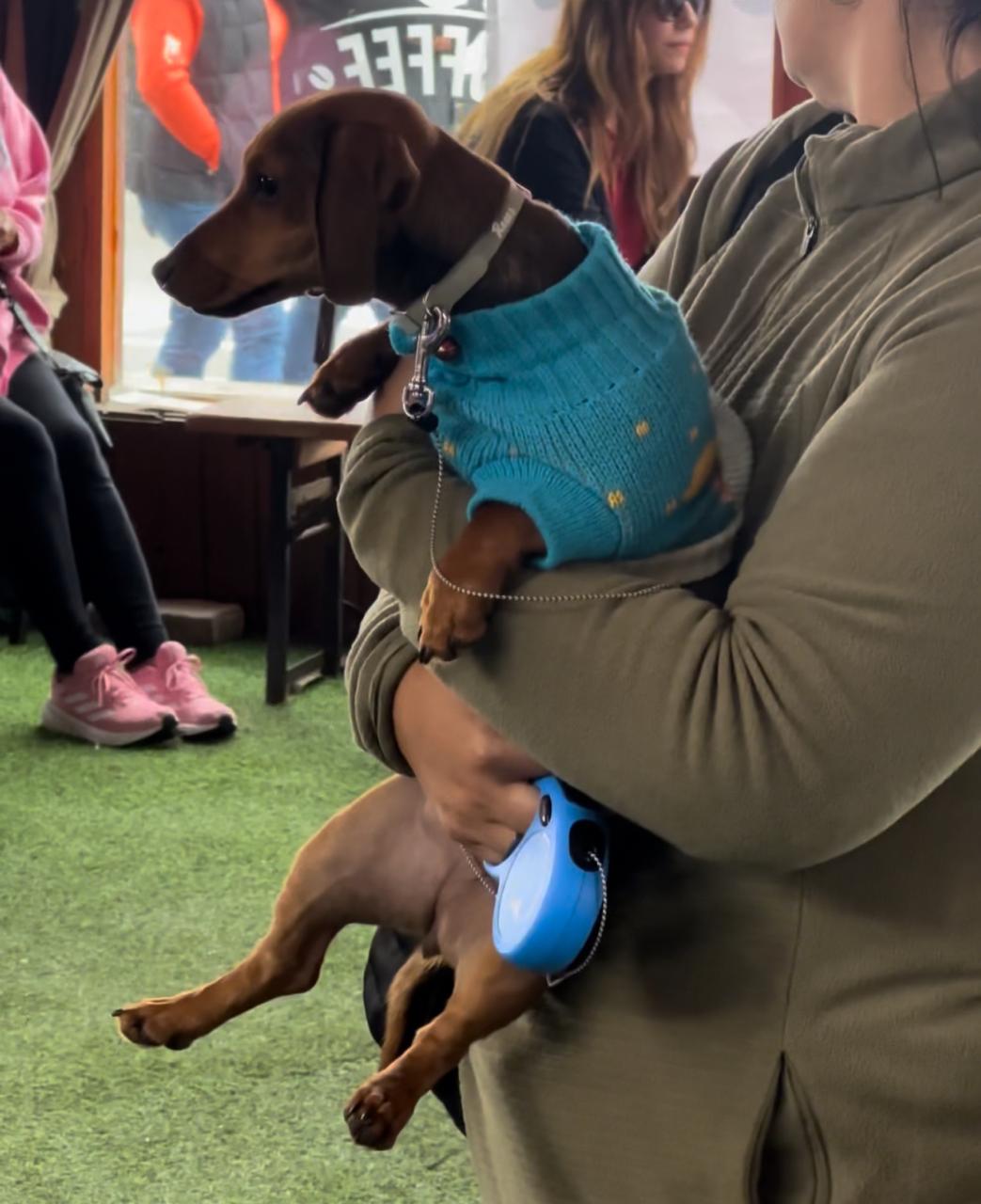 Cruzada de amor animal: Living Beach lidera nueva jornada de adopción y vacunación de mascotas este domingo