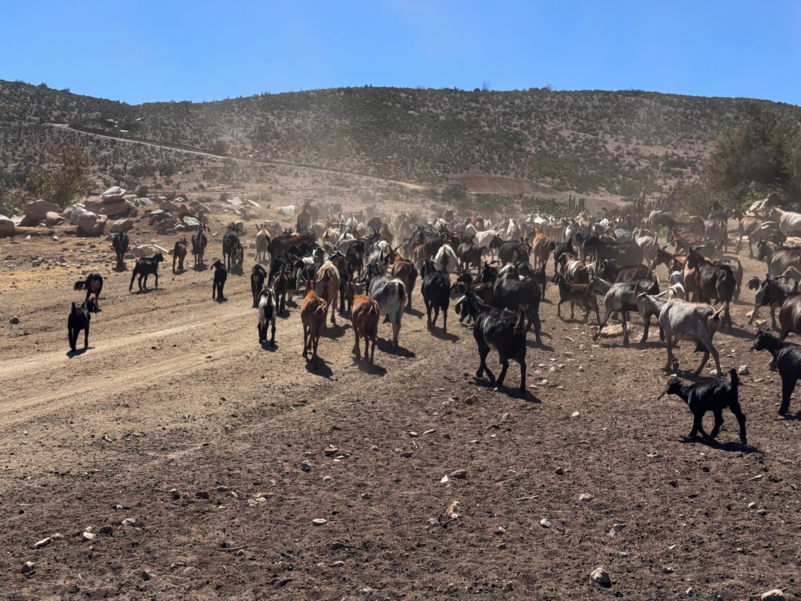 MINAGRI y Banco Estado activan financiamiento FOGAPE especial para apoyar a agricultores frente a contingencias que afectan al sector agroalimentario