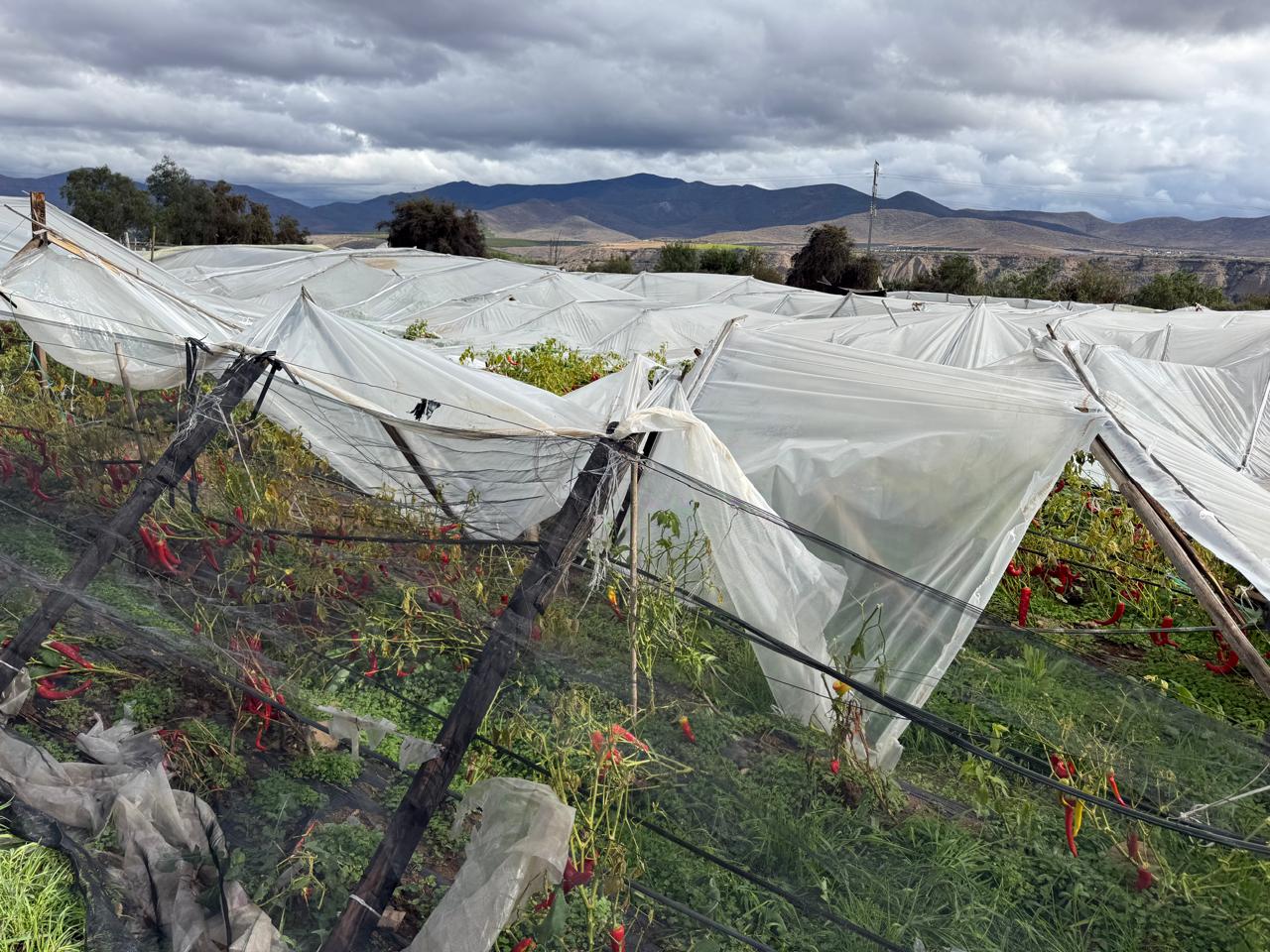 Ministerio de Agricultura declara emergencia agrícola por sistema frontal
